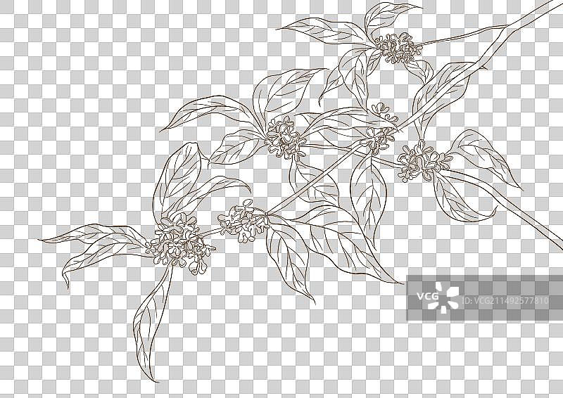 桂花线稿图片素材