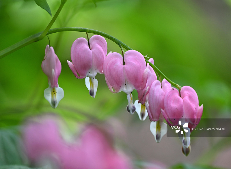 荷苞牡丹图片素材
