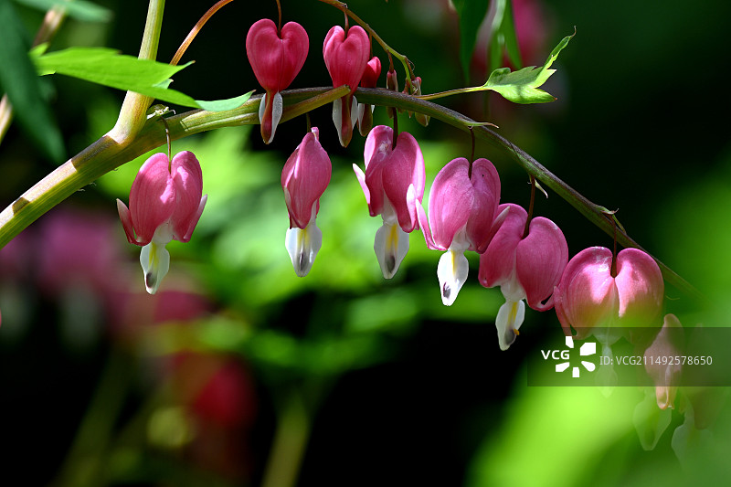 荷苞牡丹图片素材