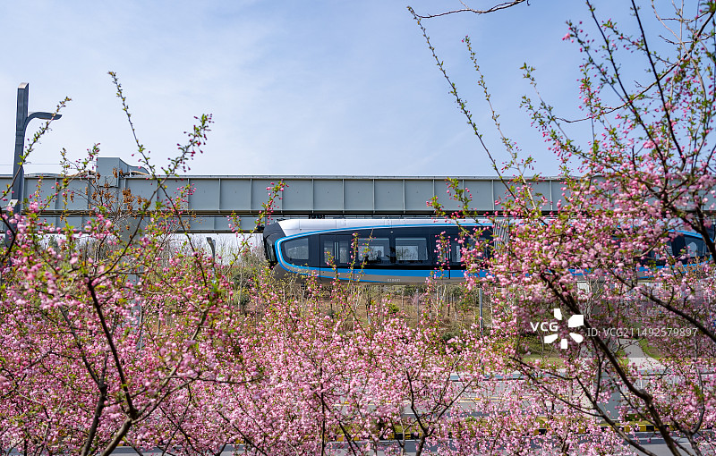 光谷高新区空轨驶向春天樱花列车图片素材