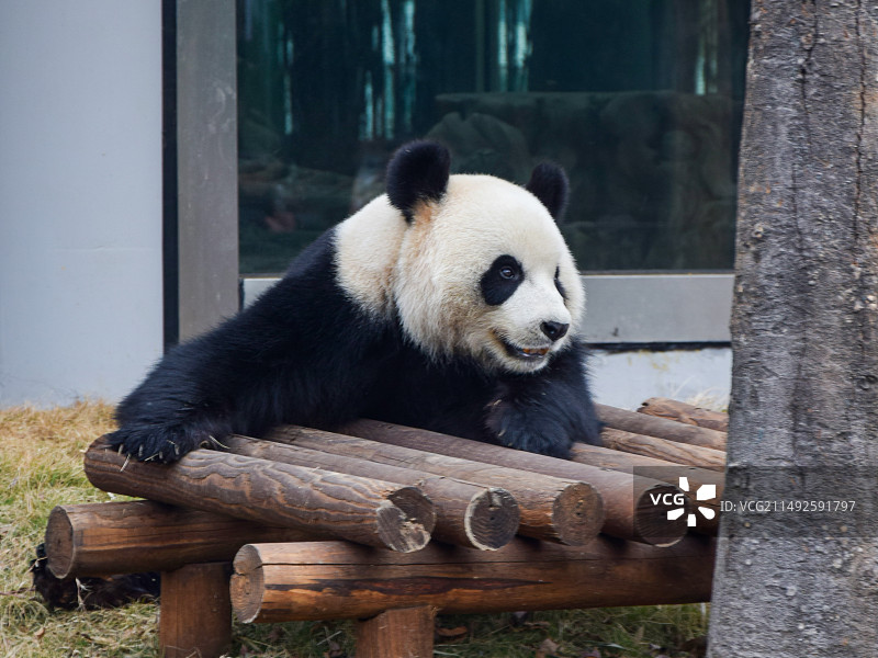岳阳中华大熊猫苑图片素材