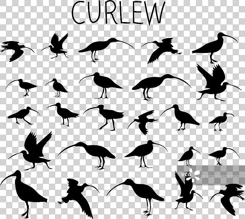 丘鹬轮廓图片素材