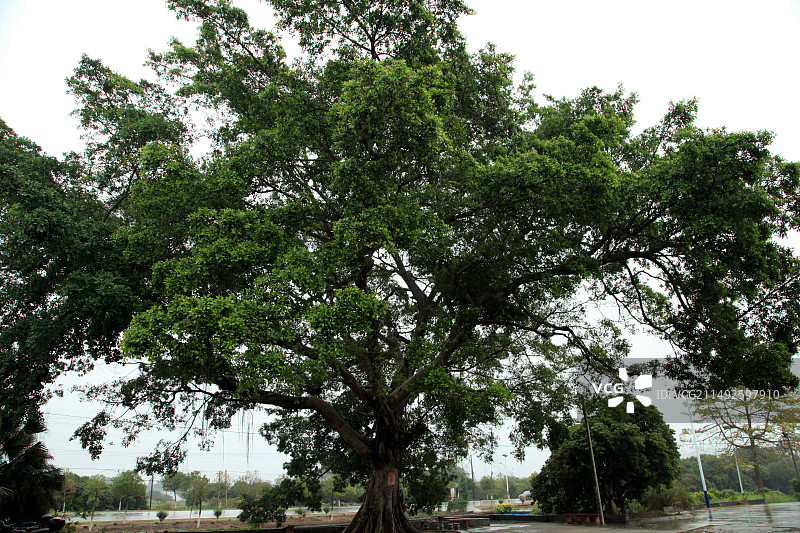广州从化钟楼古村的榕树图片素材