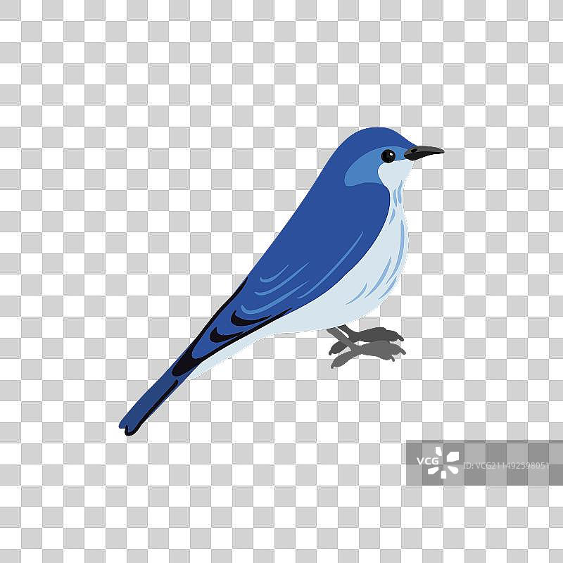 绘画：蓝知更鸟图片素材