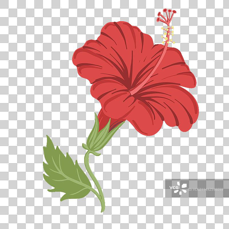 手绘红色芙蓉花图片素材