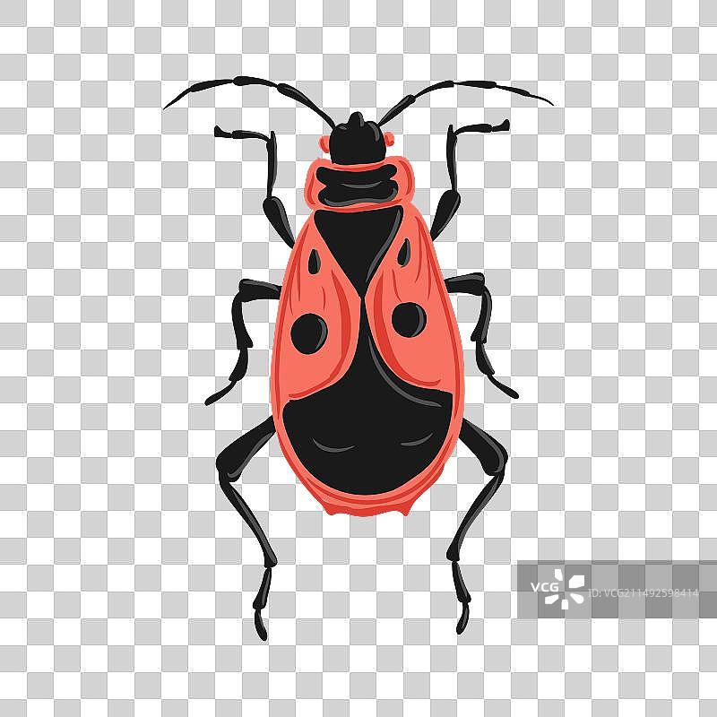 红蝽绘画图片素材