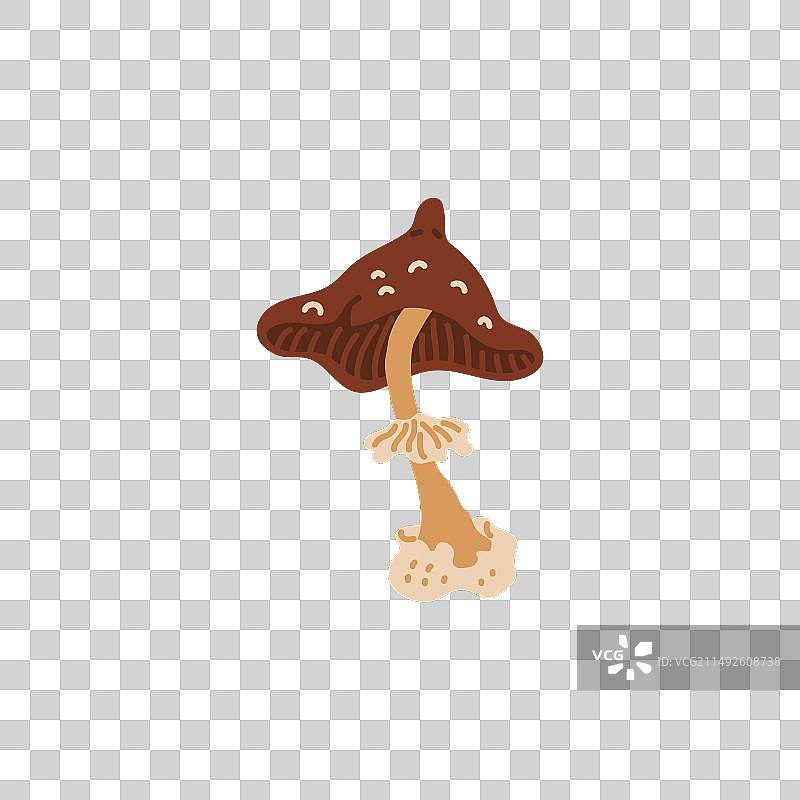 奇趣的棕色蘑菇图片素材