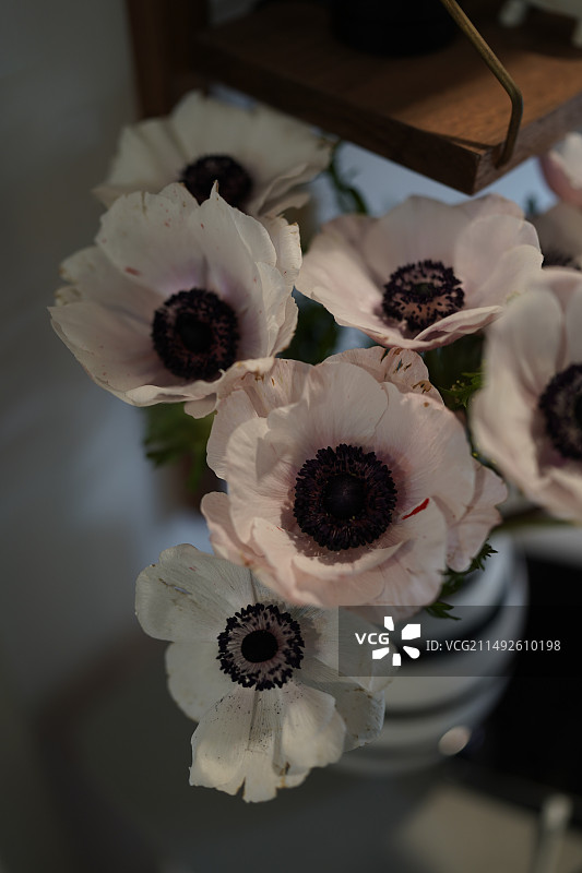 银莲花鲜花图片素材