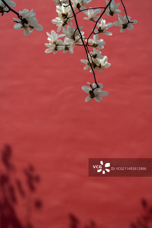 中国北京天坛公园斋宫春天玉兰花盛开风景图片素材