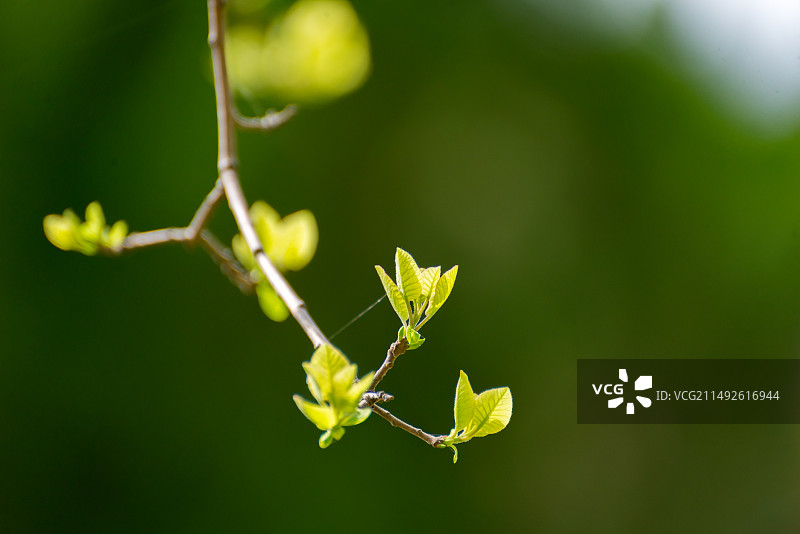 春天的萌芽图片素材