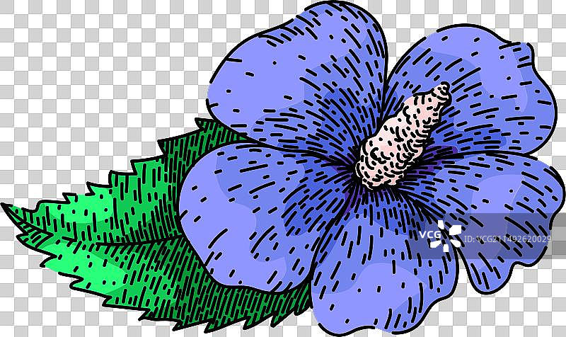 手绘夏威夷芙蓉花草图图片素材