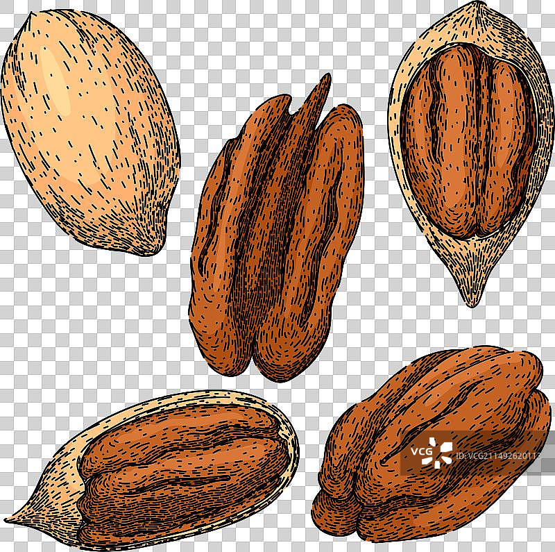 手绘山核桃素描图片素材