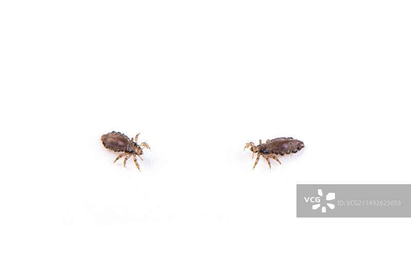 白色背景上的头虱虱子图片素材