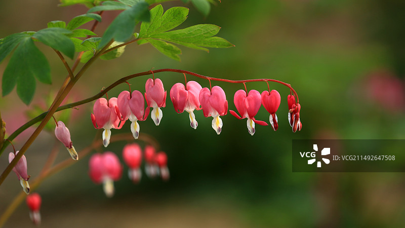 荷包牡丹图片素材