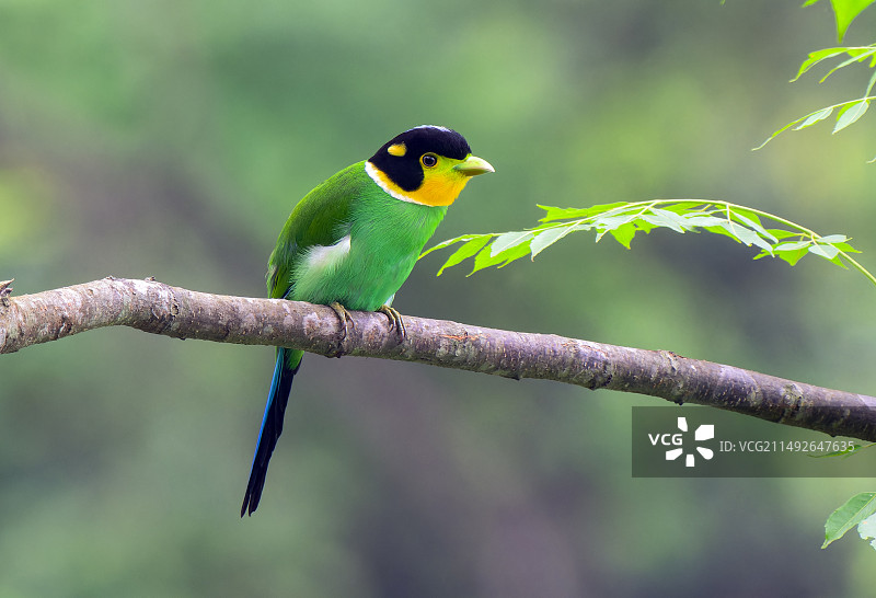 长尾阔叶鸟图片素材