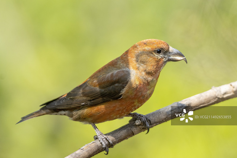 红交嘴雀图片素材