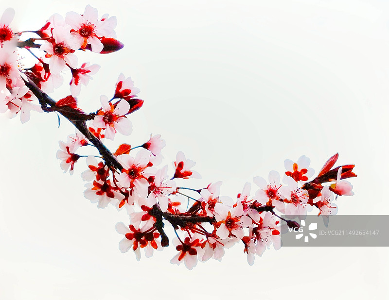 一枝花图片素材