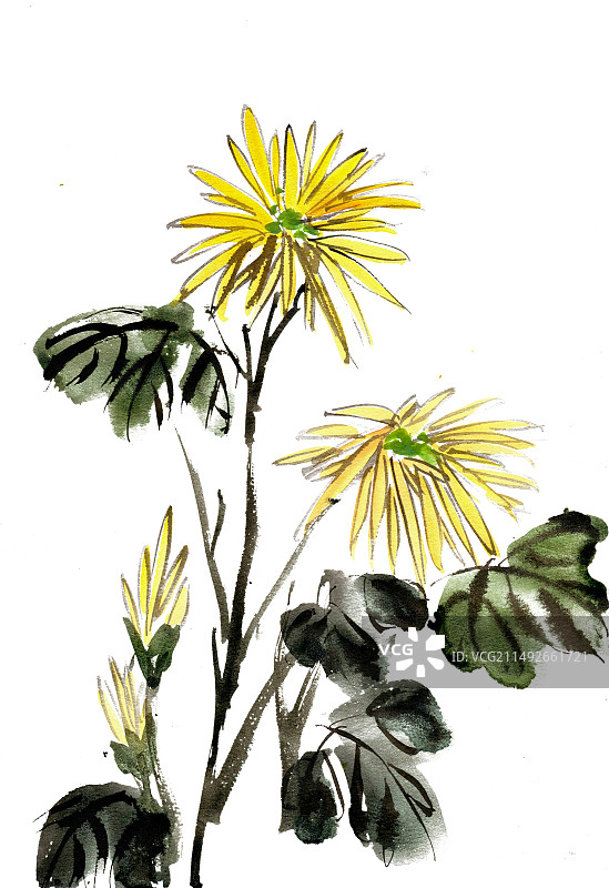 黄色的菊花图片素材