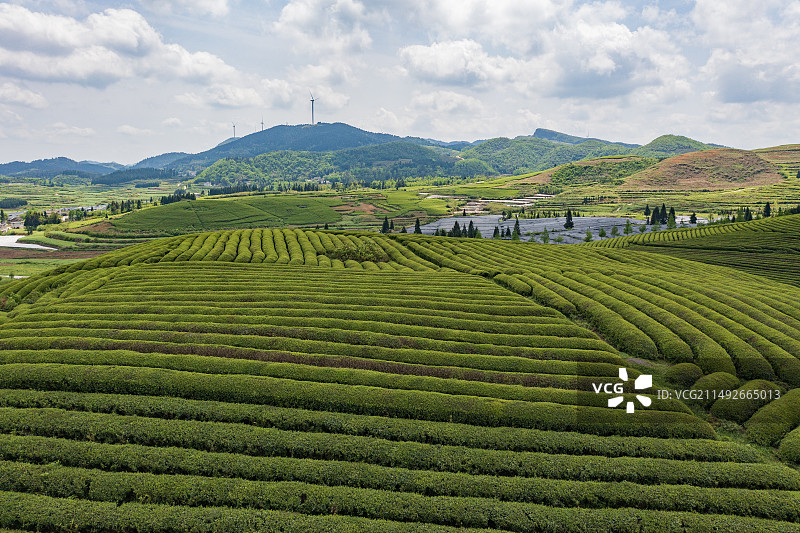贵州黔南瓮安县茶山图片素材