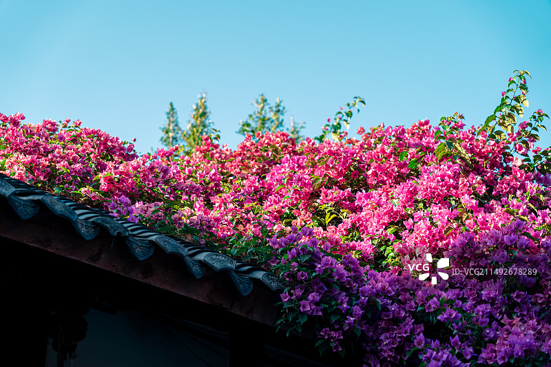 成都古镇屋檐上盛开的簕杜鹃花图片素材