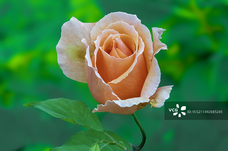 温馨淡雅的玫瑰花Rose图片素材