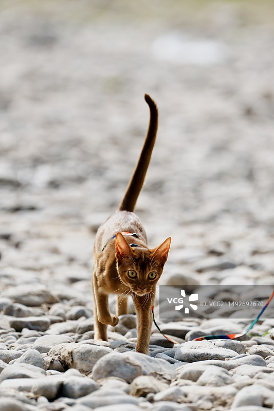 阿比西尼亚猫图片素材