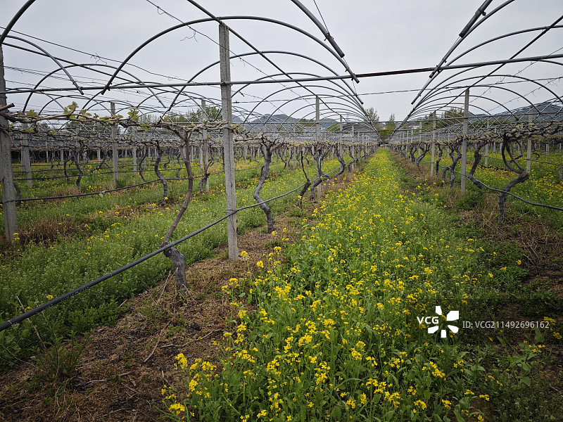 生态葡萄园图片素材