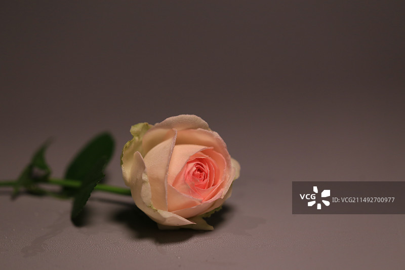 一朵粉色龙沙宝石玫瑰特写图片素材