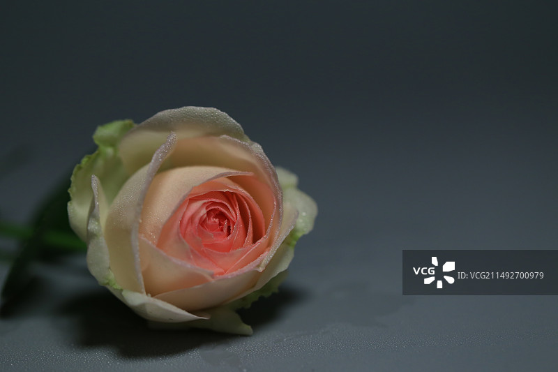 一朵粉色龙沙宝石玫瑰特写图片素材