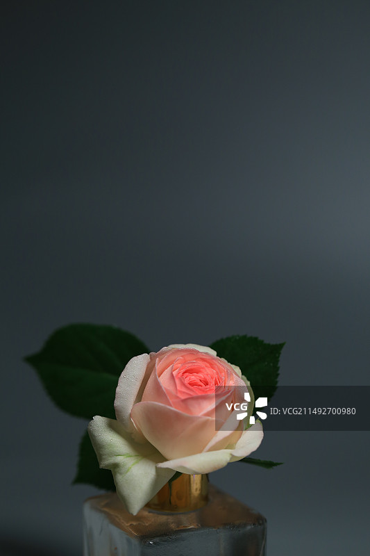 一朵粉色龙沙宝石玫瑰特写图片素材