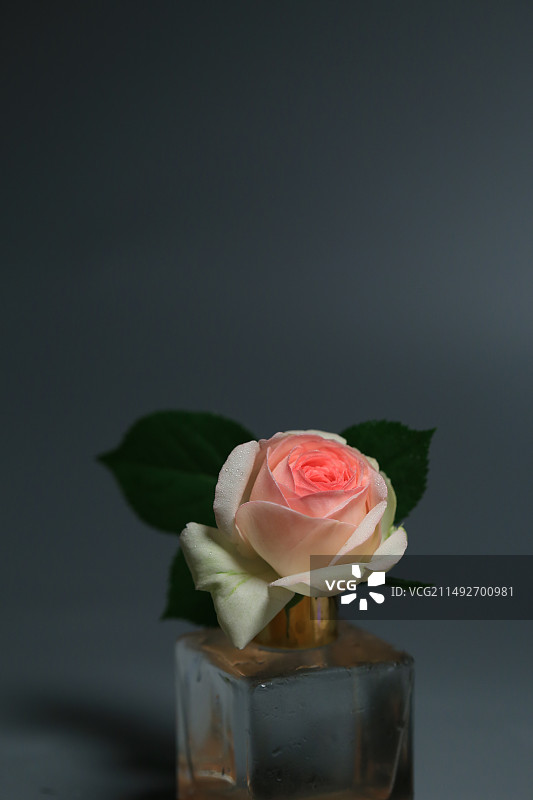 一朵粉色龙沙宝石玫瑰特写图片素材