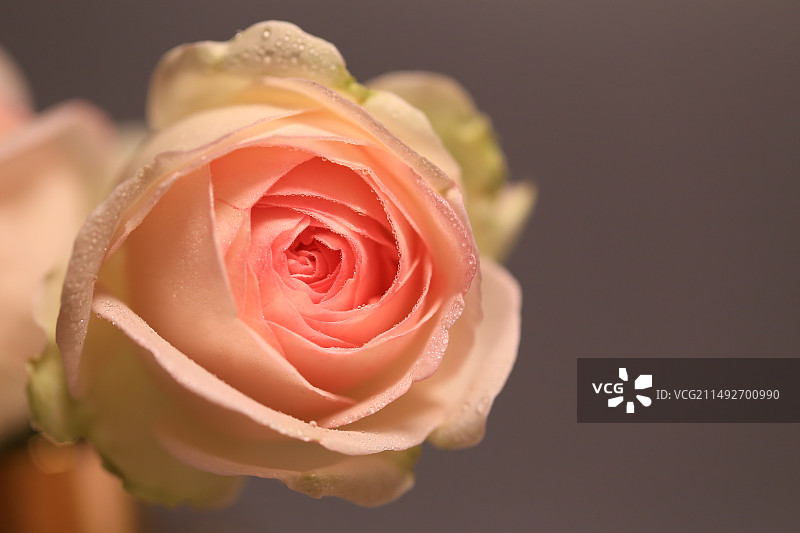 一朵粉色龙沙宝石玫瑰特写图片素材