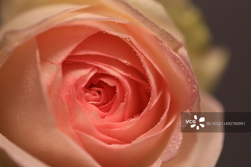 一朵粉色龙沙宝石玫瑰特写图片素材