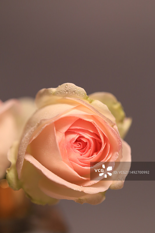 一朵粉色龙沙宝石玫瑰特写图片素材