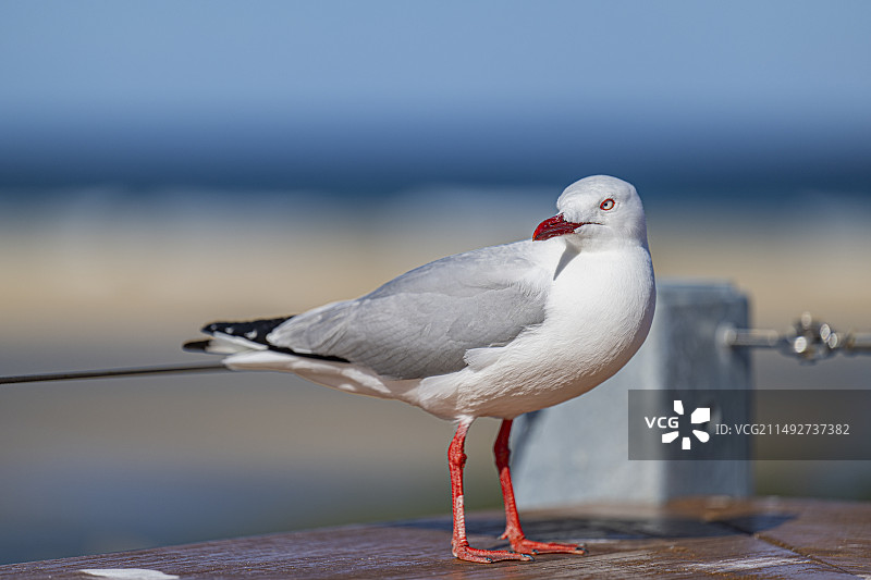海边的海鸥图片素材