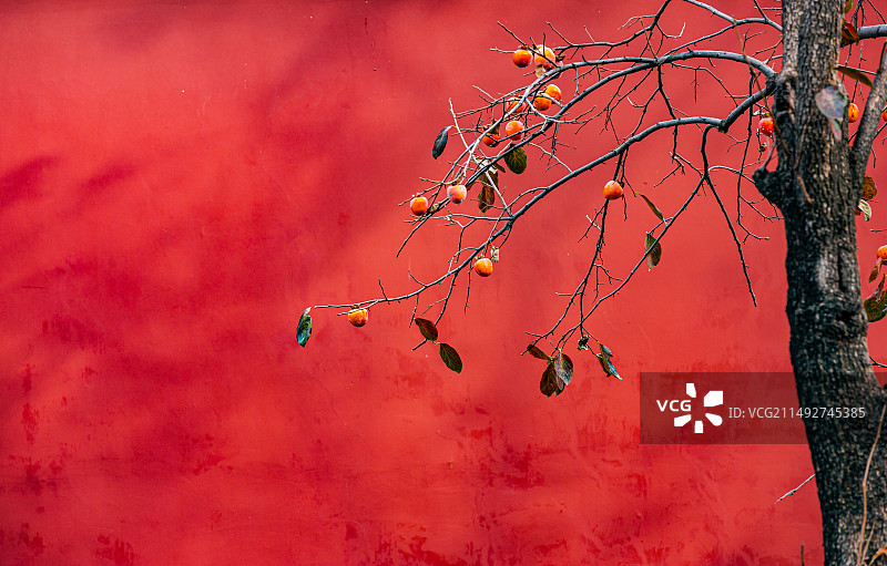 北京故宫博物院冰窖的红墙和柿子图片素材