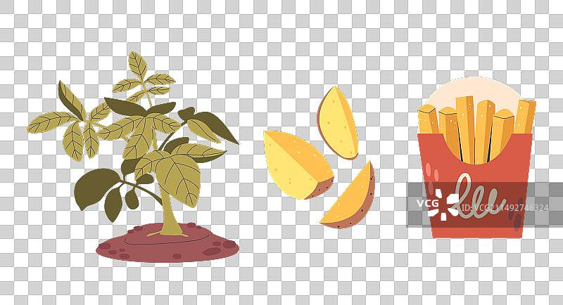 土豆植株在地下生长块茎图片素材