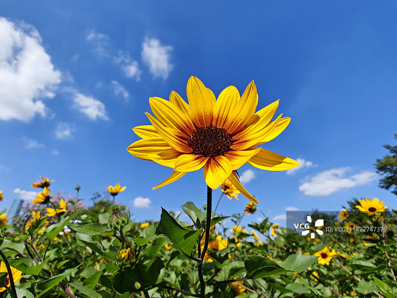 烈日下的向日葵图片素材