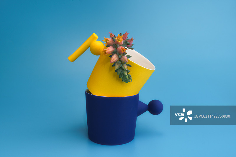 蓝色背景中插在彩色咖啡杯中的多肉花创意静物图片素材