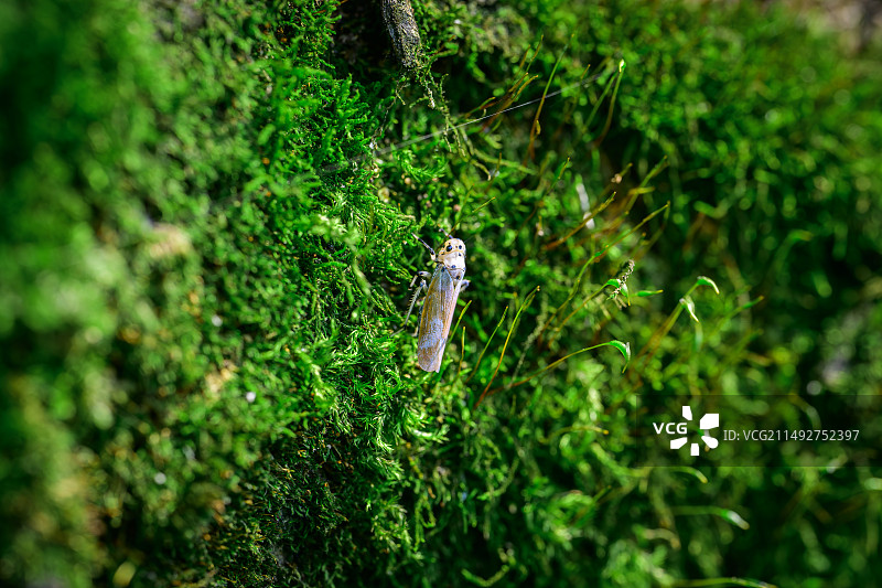 苔藓上的小粉蛾图片素材