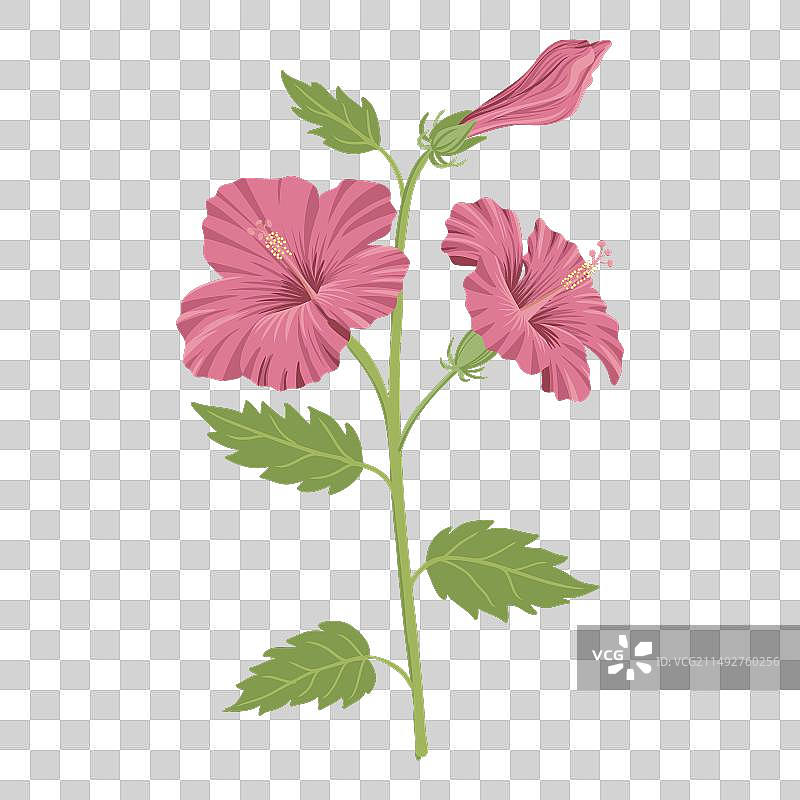 手绘红色芙蓉花图片素材