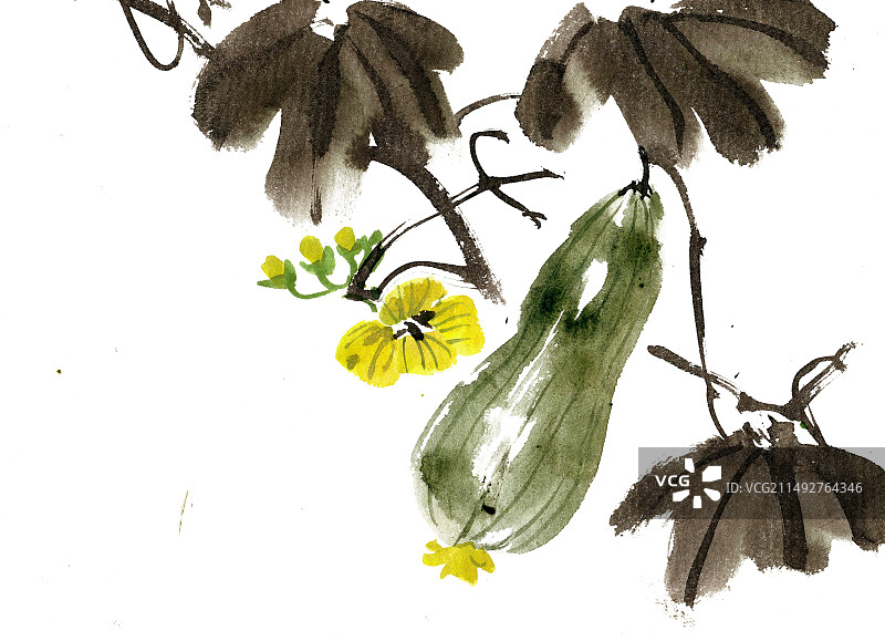 绿色的小瓜图片素材