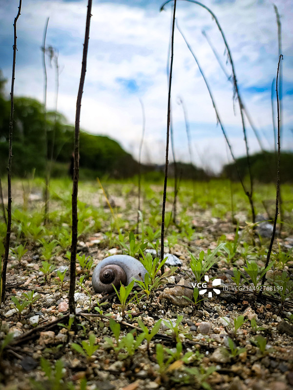 河滩上的田螺壳，大自然的轮回图片素材