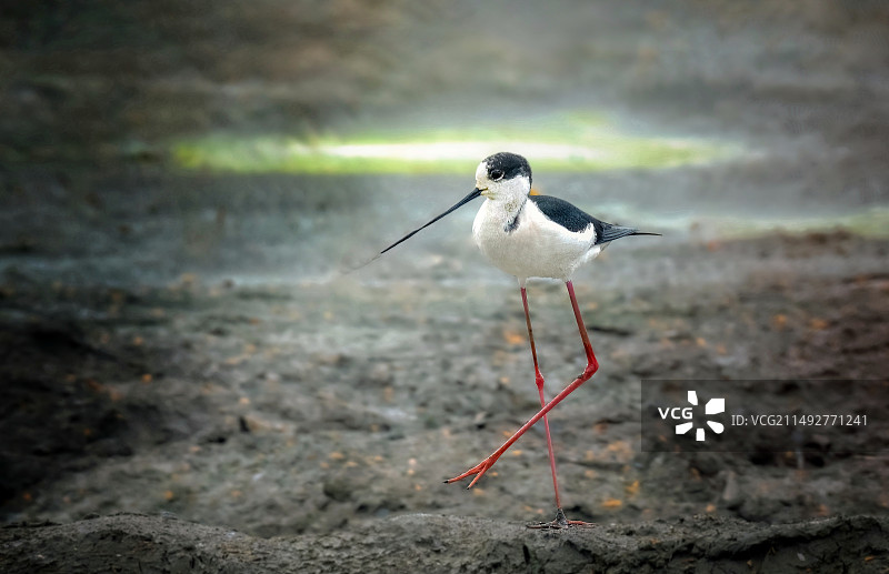 黑翅长脚鹬图片素材