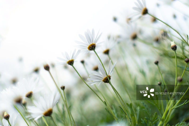 向阳而生--小雏菊特写图片素材