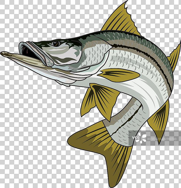 海鲈鱼垂钓图片图片素材