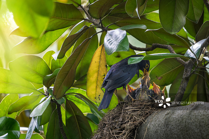乌鸫的哺育图片素材