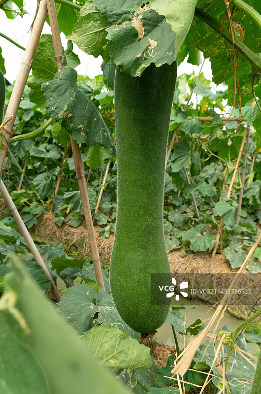 江门台山冬瓜，黑皮冬瓜，灰皮冬瓜图片素材