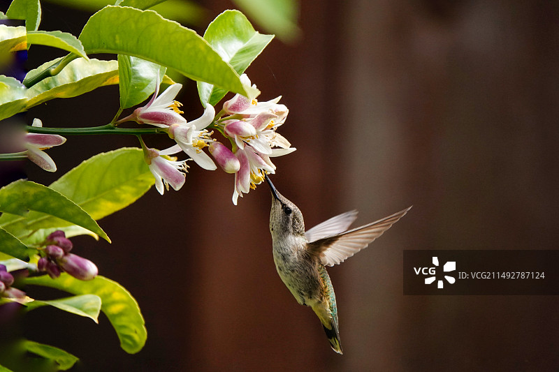 柠檬花香图片素材