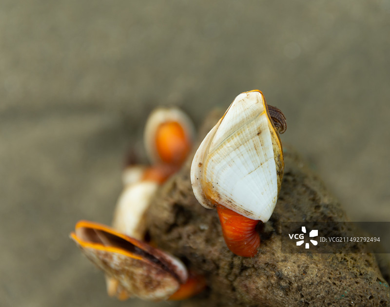 海边的鹅颈藤壶特写图片素材